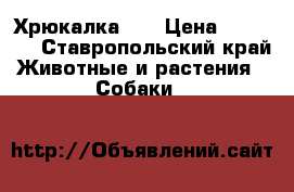 Хрюкалка))) › Цена ­ 12 000 - Ставропольский край Животные и растения » Собаки   